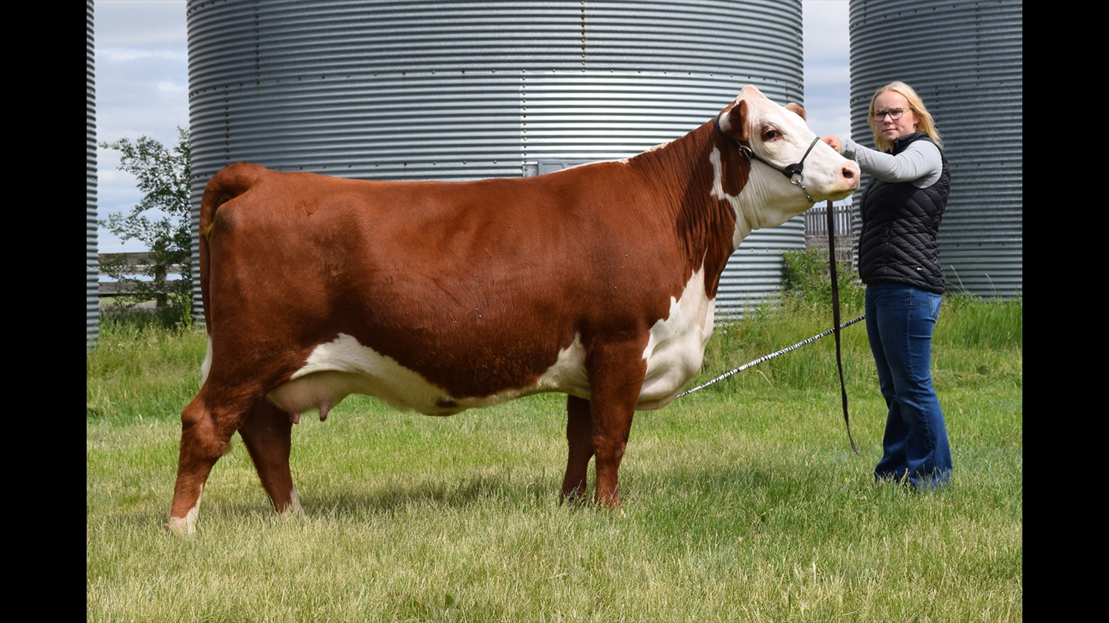 59-119-3-Emma Nicholas Cow