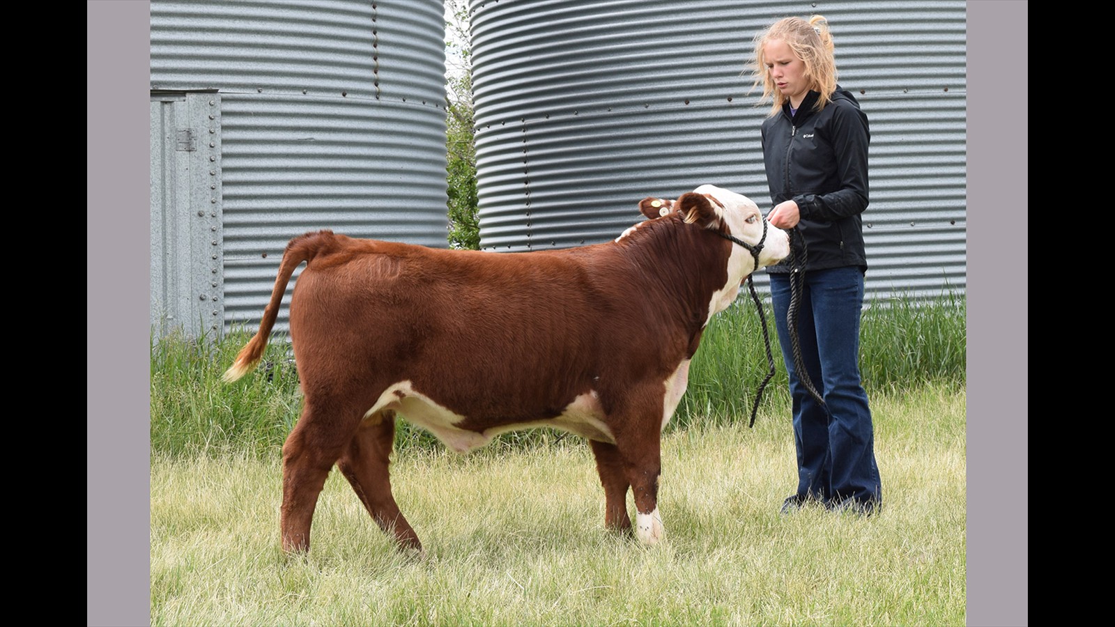 60-123-3-Megan Nicholas Calf