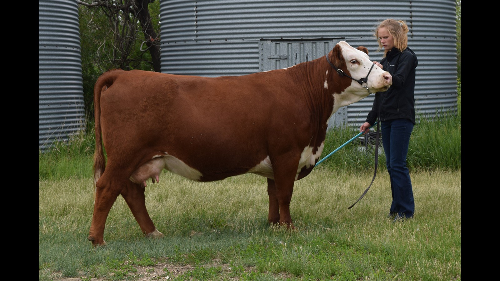 60-123-3-Megan Nicholas Cow