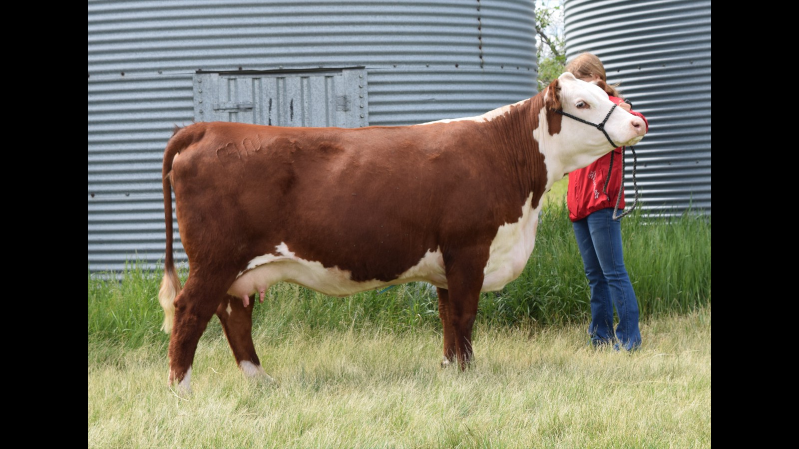 61-125-3-Kalla Nicholas Cow