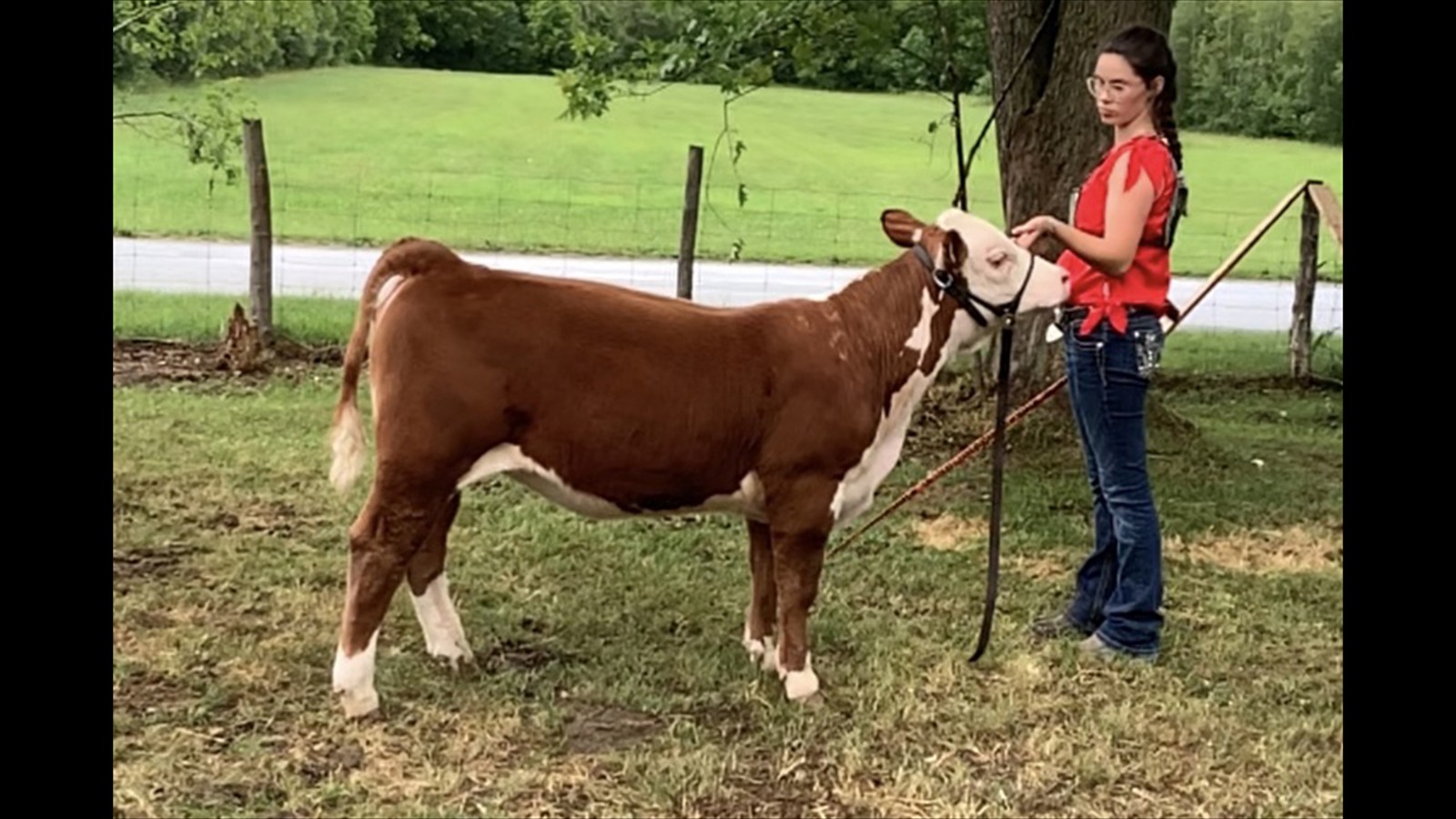 62-128-3B-Mercedes Mastine Calf