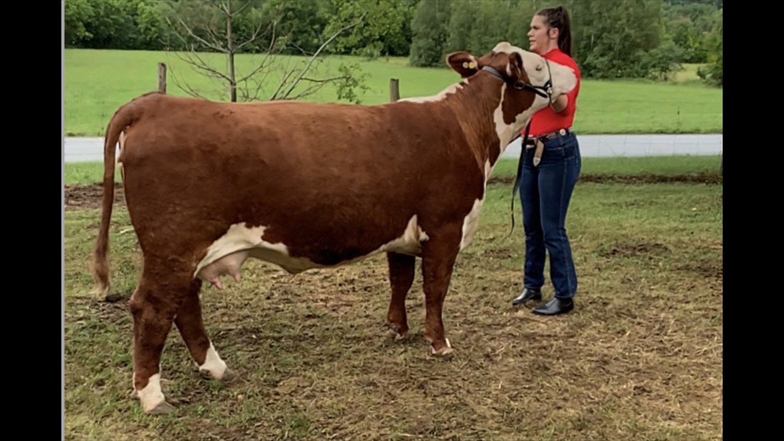 62-128-3-Mercedes Mastine Cow