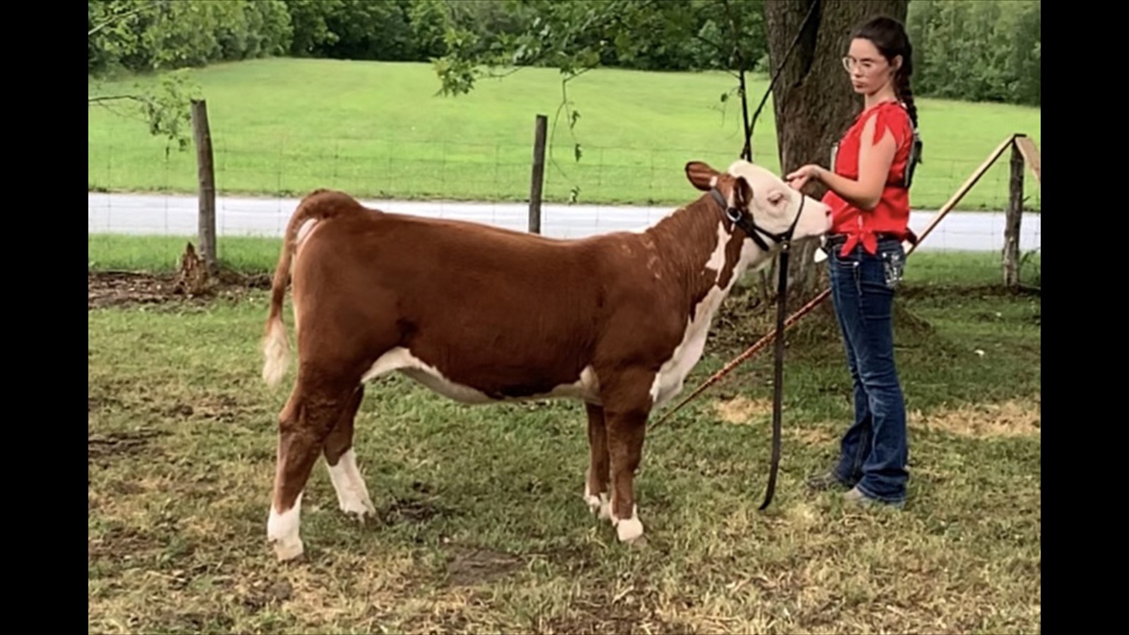 62-129-1-Mercedes Mastine