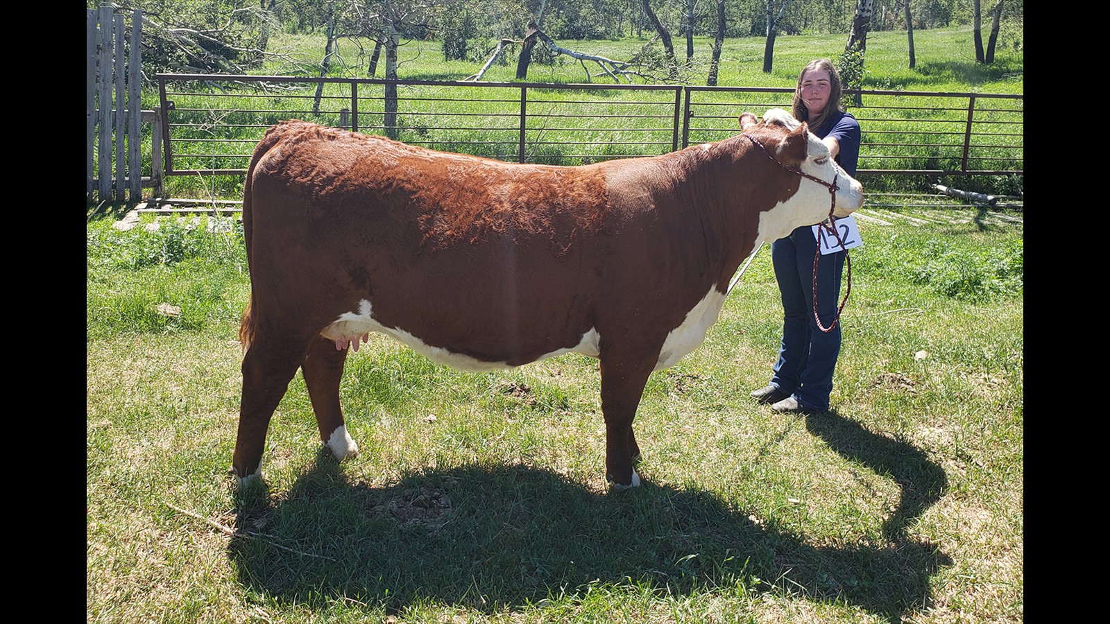 68-152-3-Makaila Peutert Cow