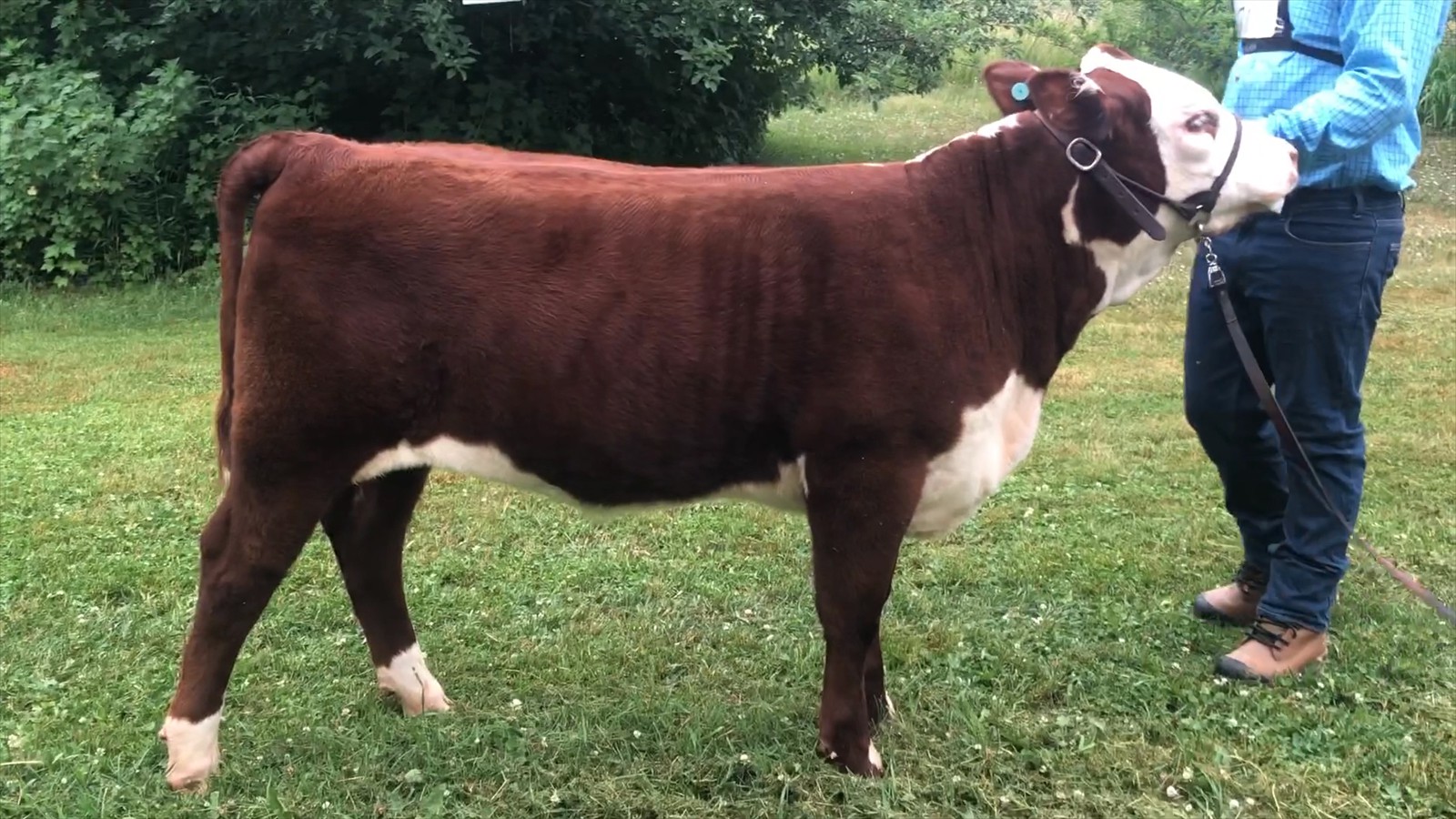 71-157-1D-Jack  Raymond