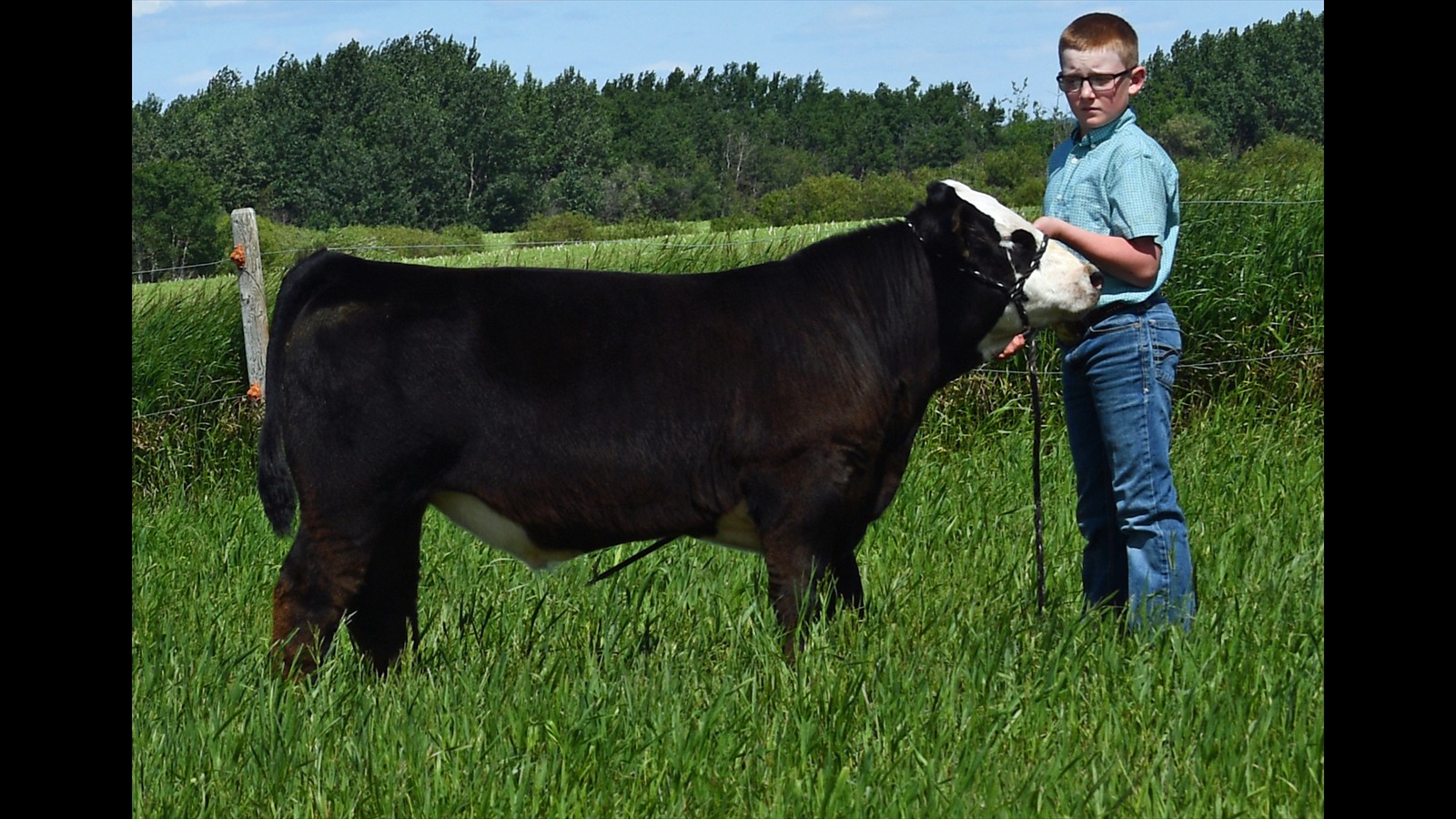 71H - Kade Rancier - 2YO CM - Calf