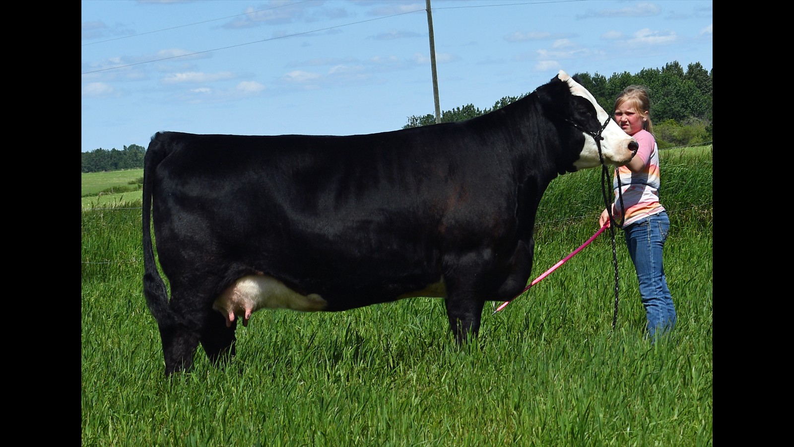 71H - Kade Rancier - 2YO CM - Cow