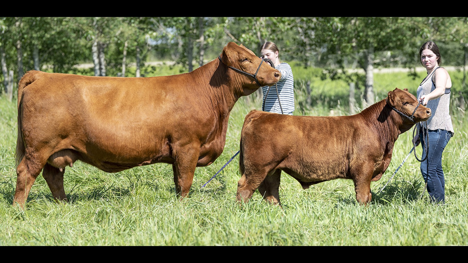 78G - Bailey Smith - PB 3YO - Pair