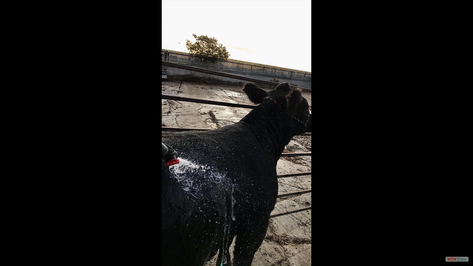 802I - Madison Webster