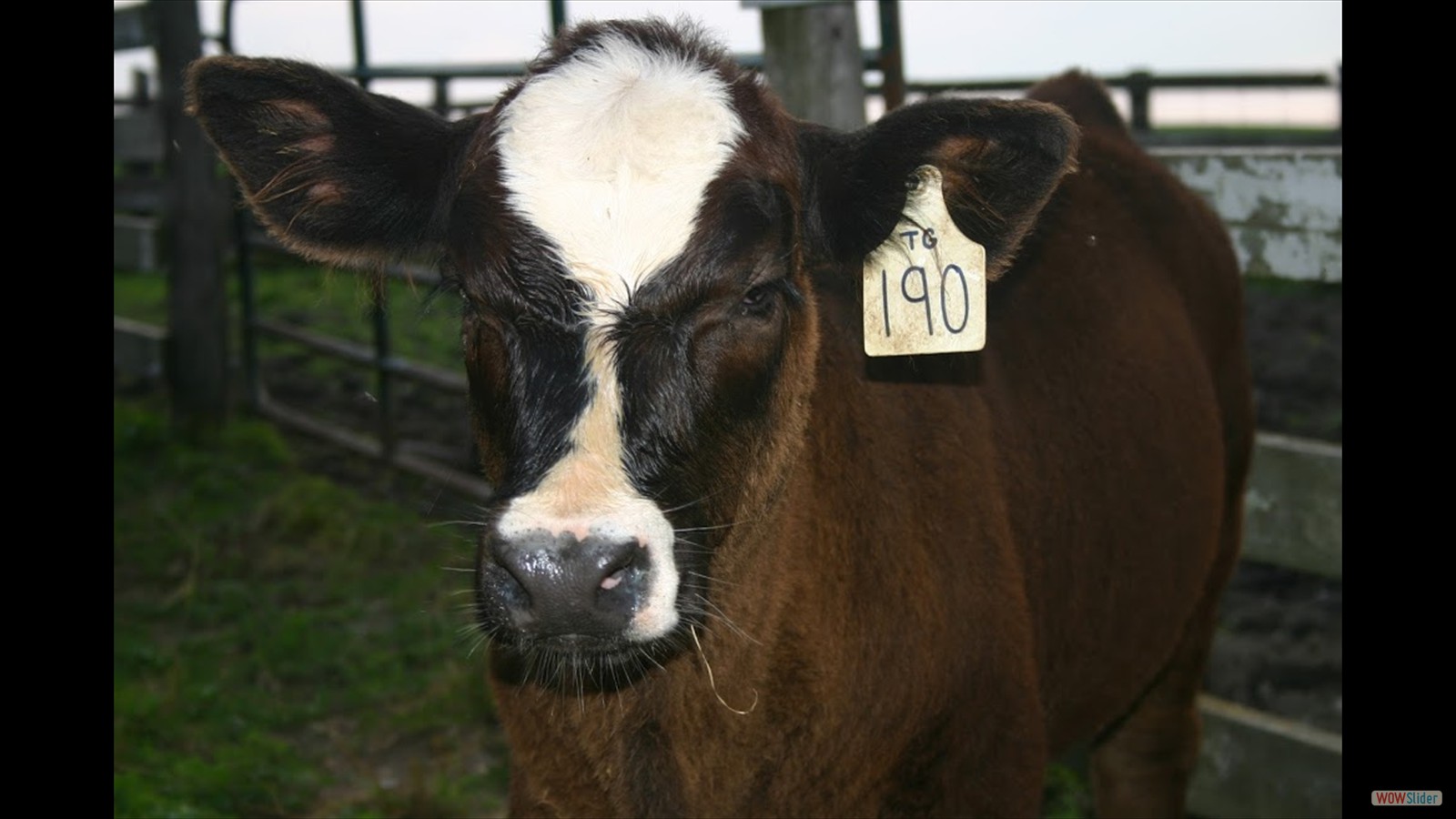 805N - Jordan Phillips