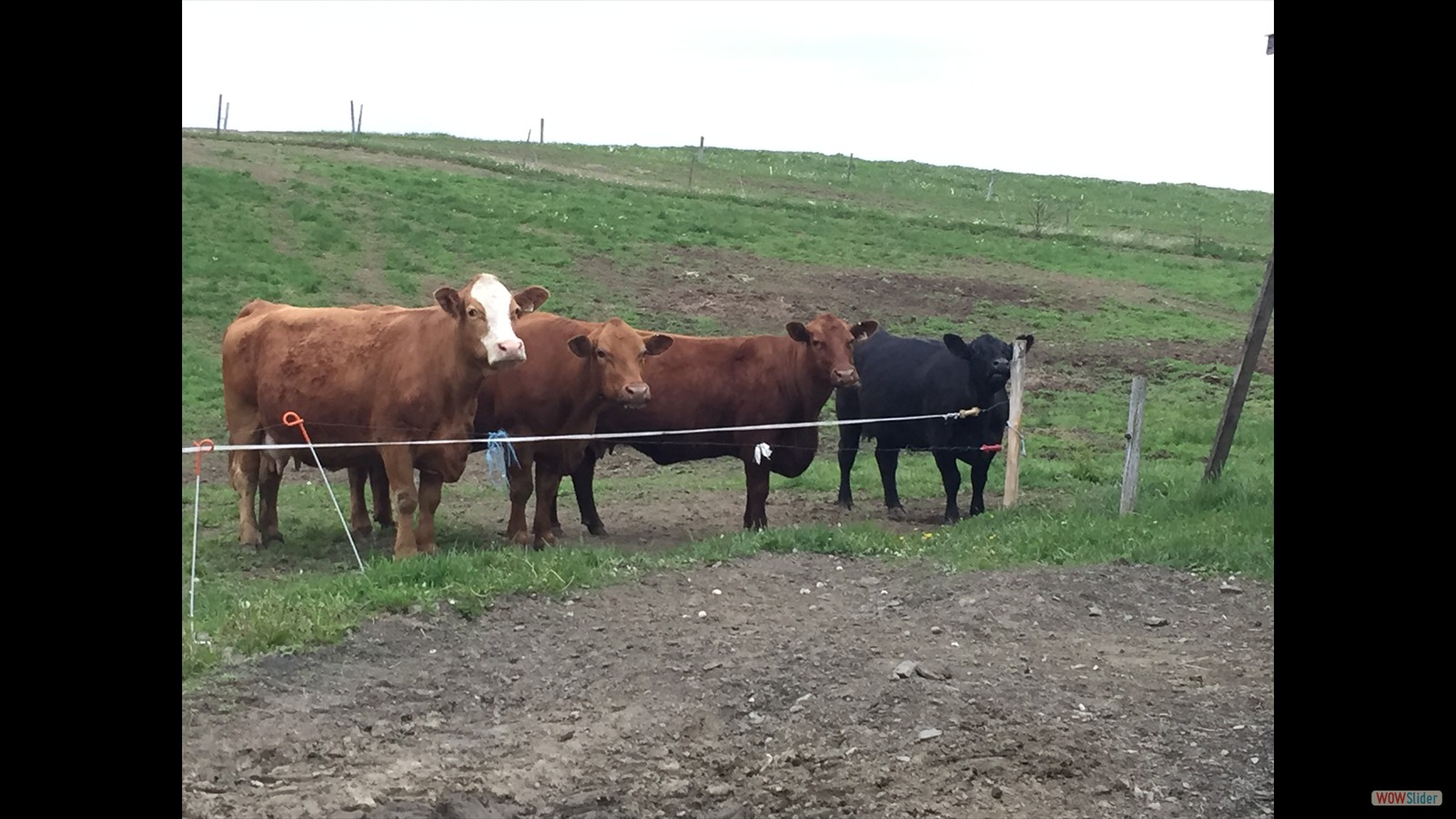 816N - Charlie Morse