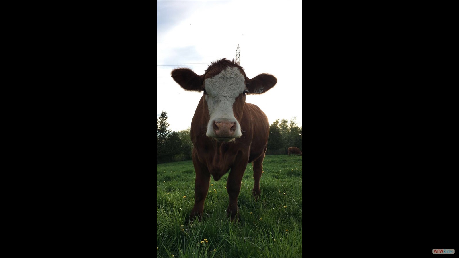 817J - Allison Morse