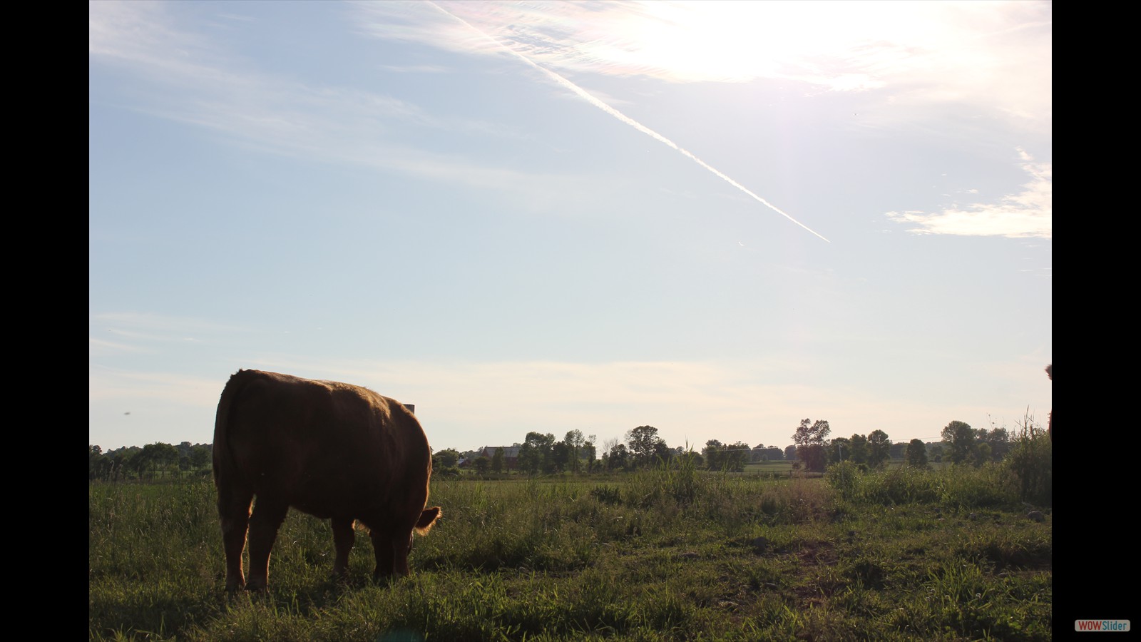 818J - Lauren Johnson