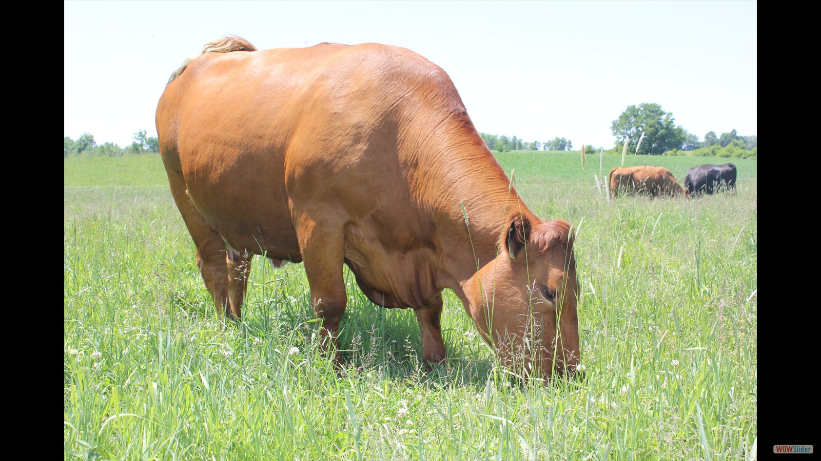 819N - Simon Johnson