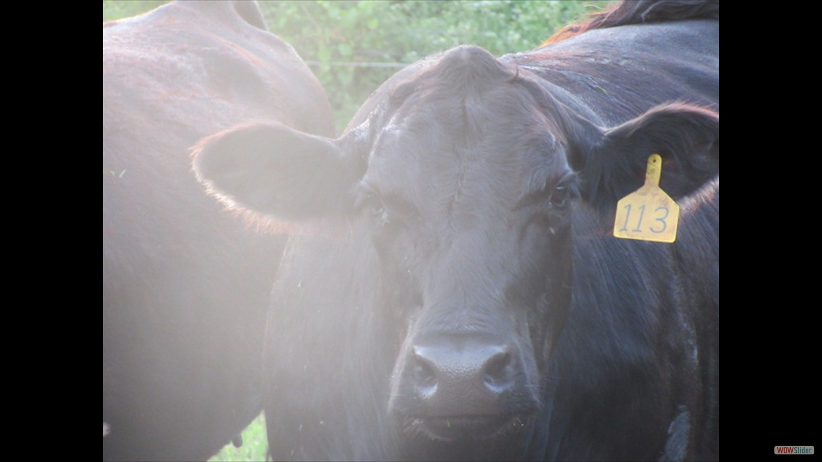 823J - Hailey Jamieson