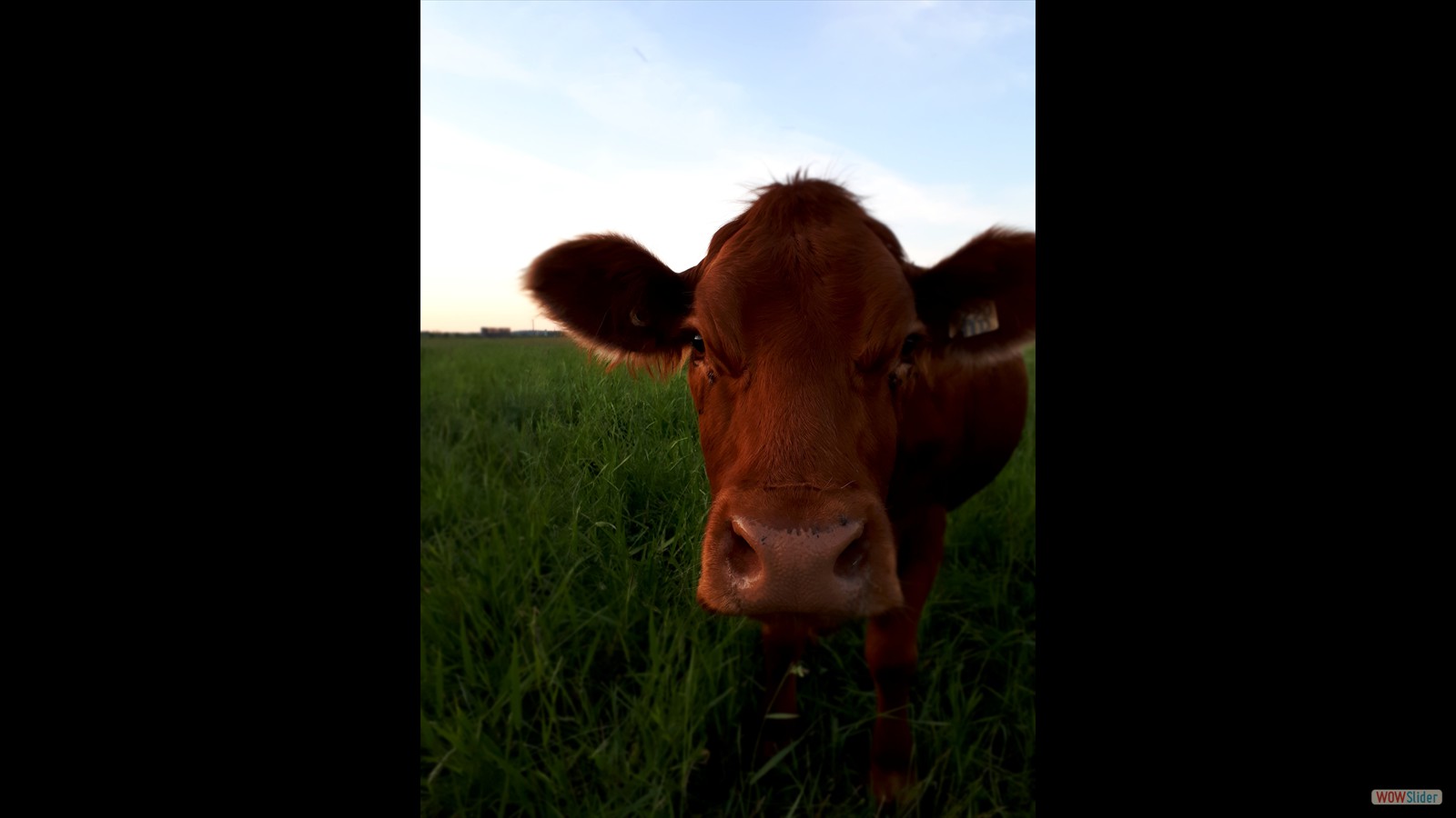 827J - Reese Rusenstrom