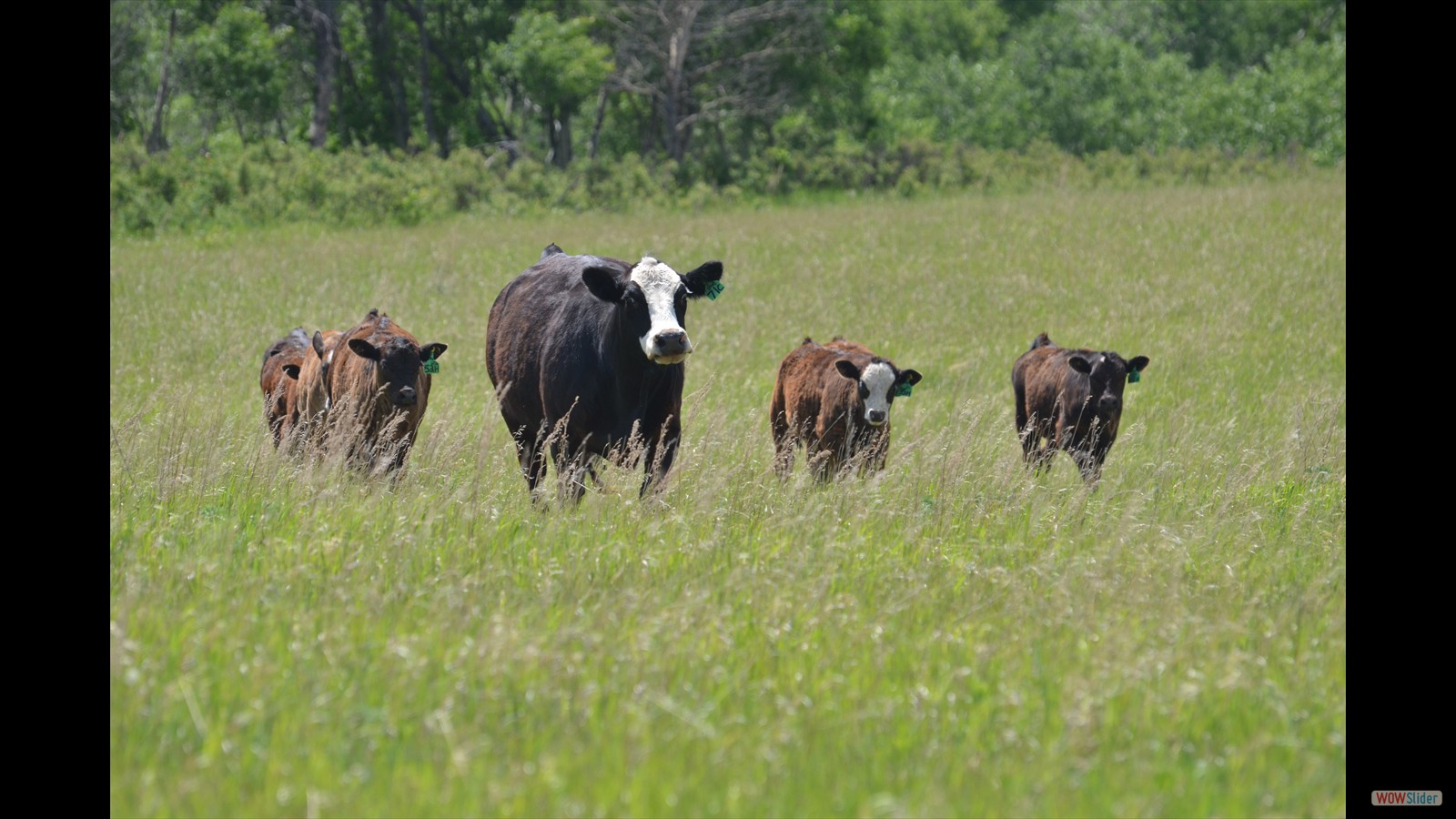 829N - Ryder Beutler