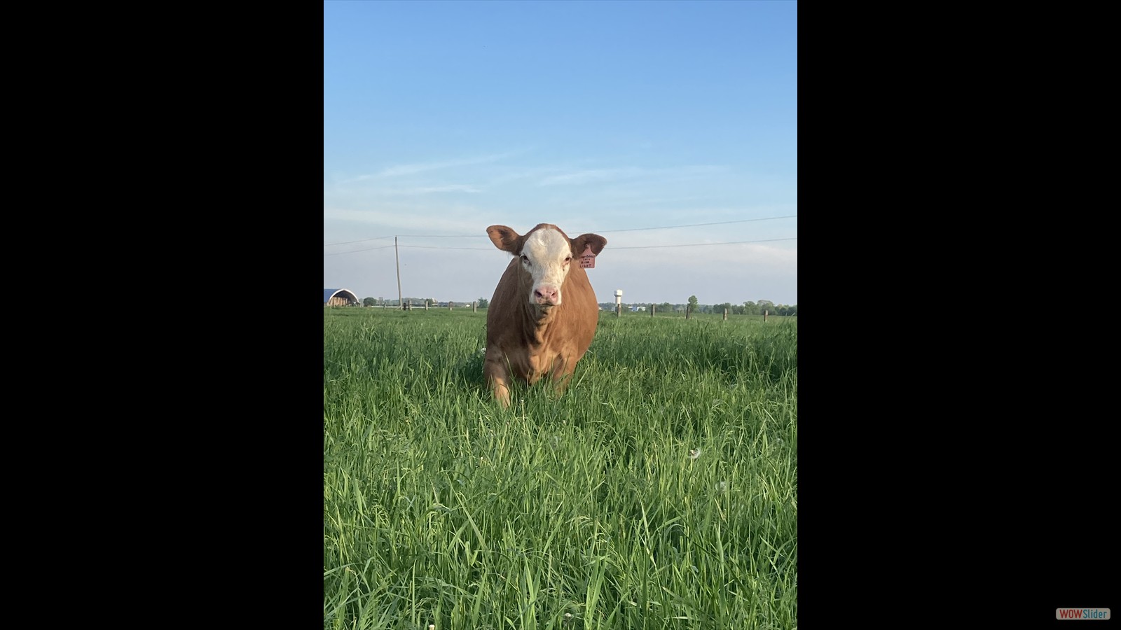 832N - Shelby Crawford