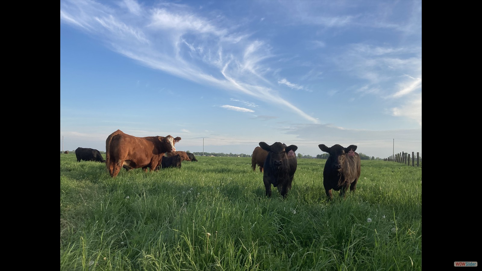 834PW - Josie Crawford