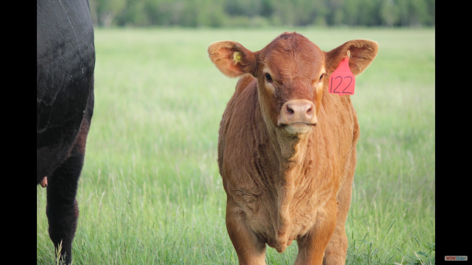 837N - Dayna Ruzicka