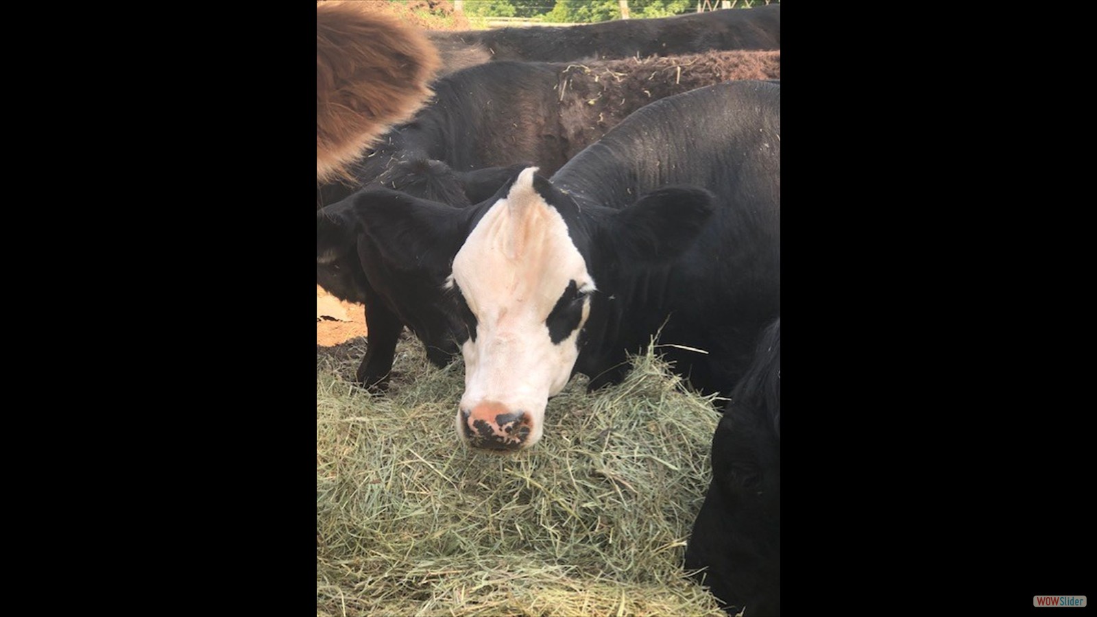 846N - Hazel Stillman