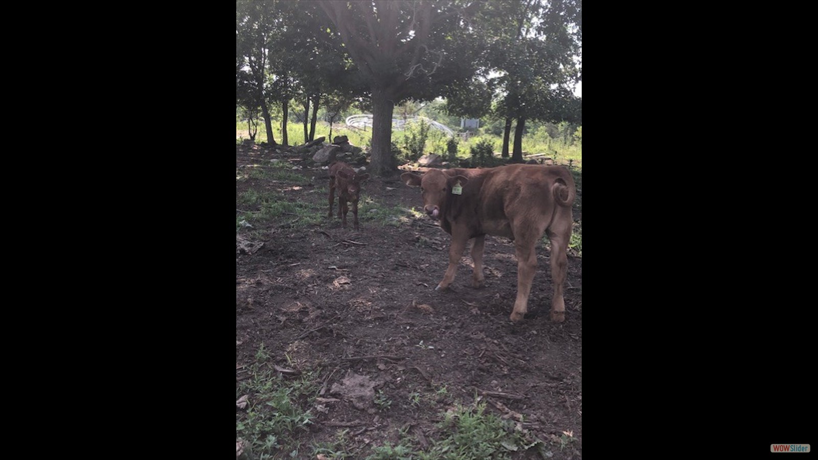 847N - Sally Stillman