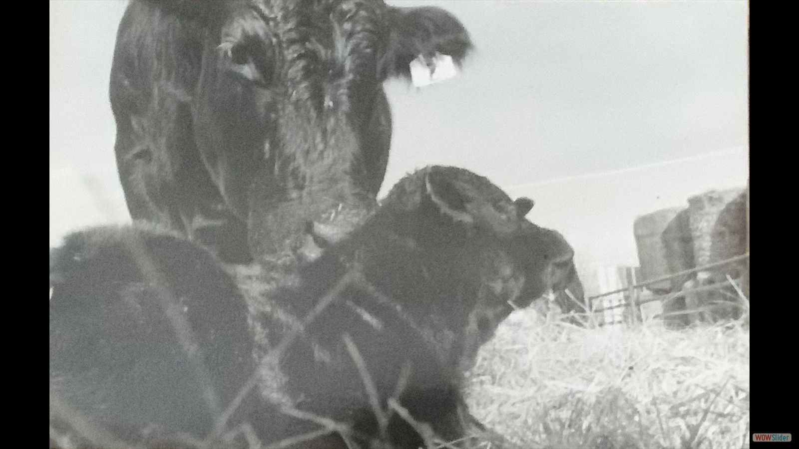 851J - Emma Falconer