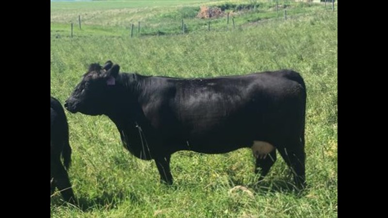 85H - Kallista Chessor - Mature CM - Cow