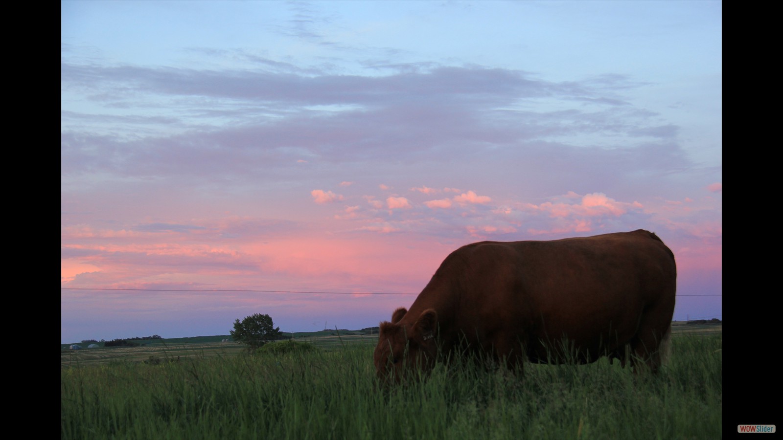 865I - Bailey McCormack