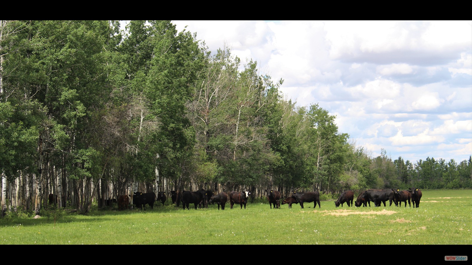 869I - Wyatt Cuthbertson