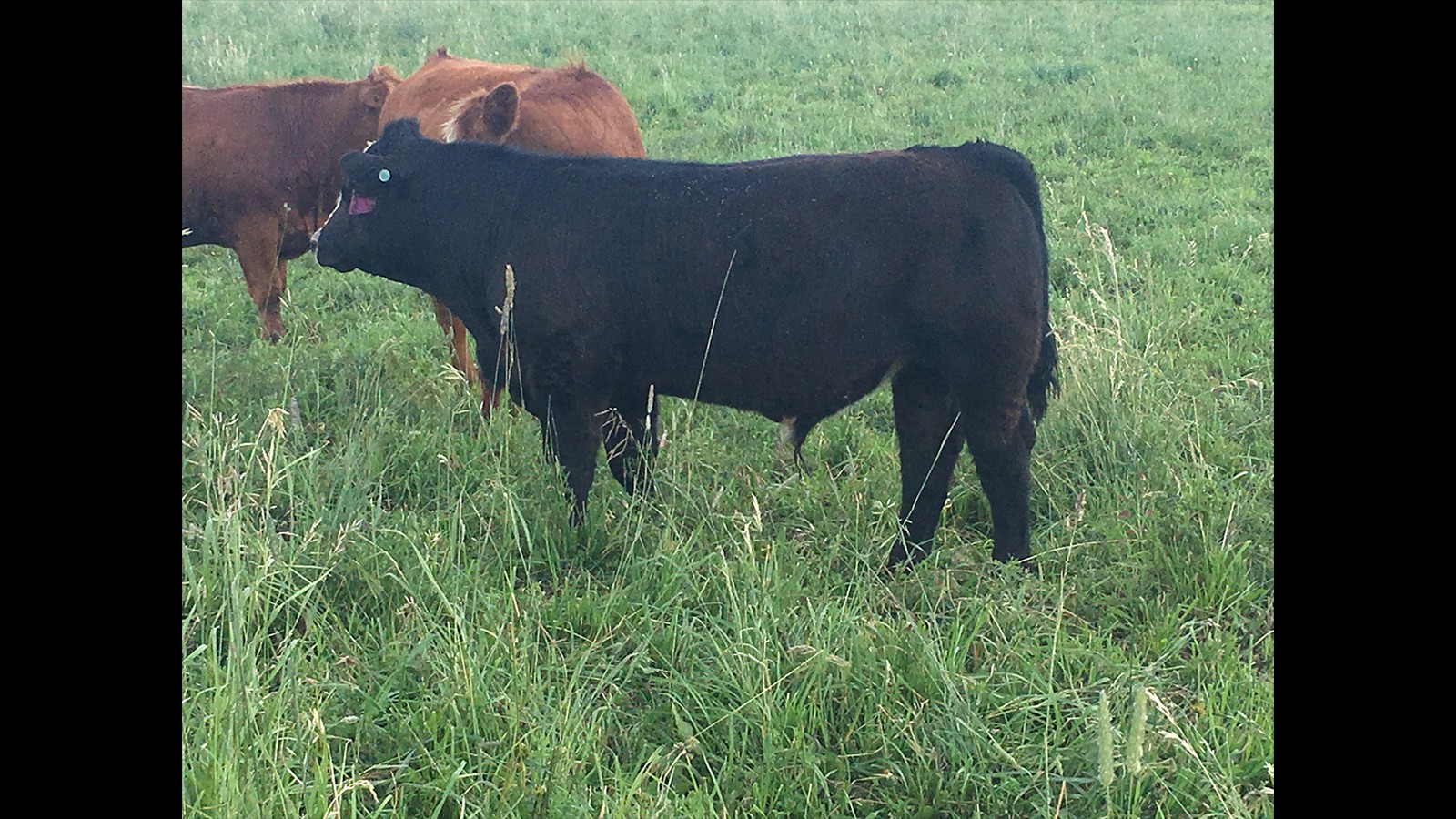 86D - Kallista Chessor - CM Bull