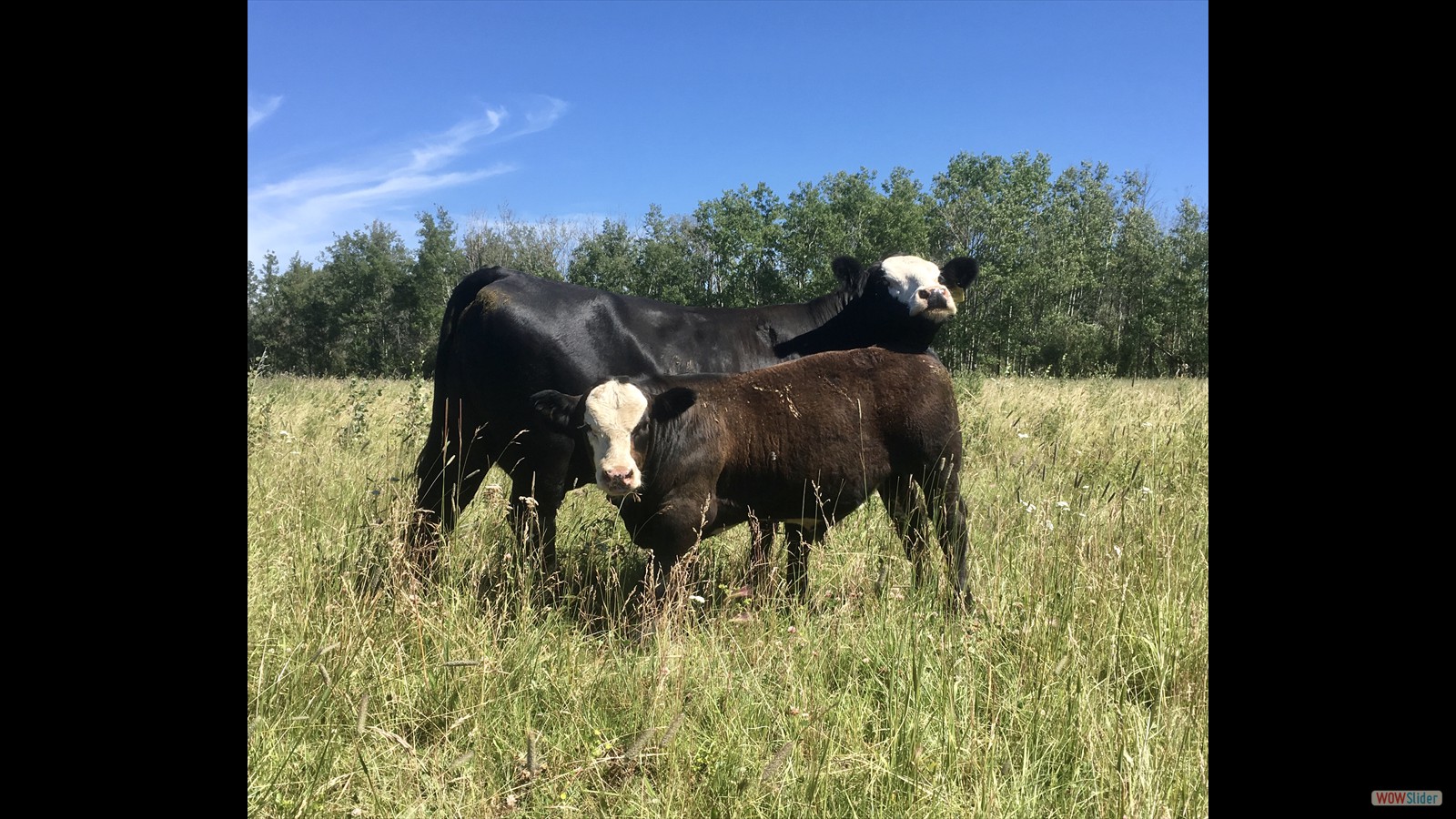 870J - Layne Cuthbertson