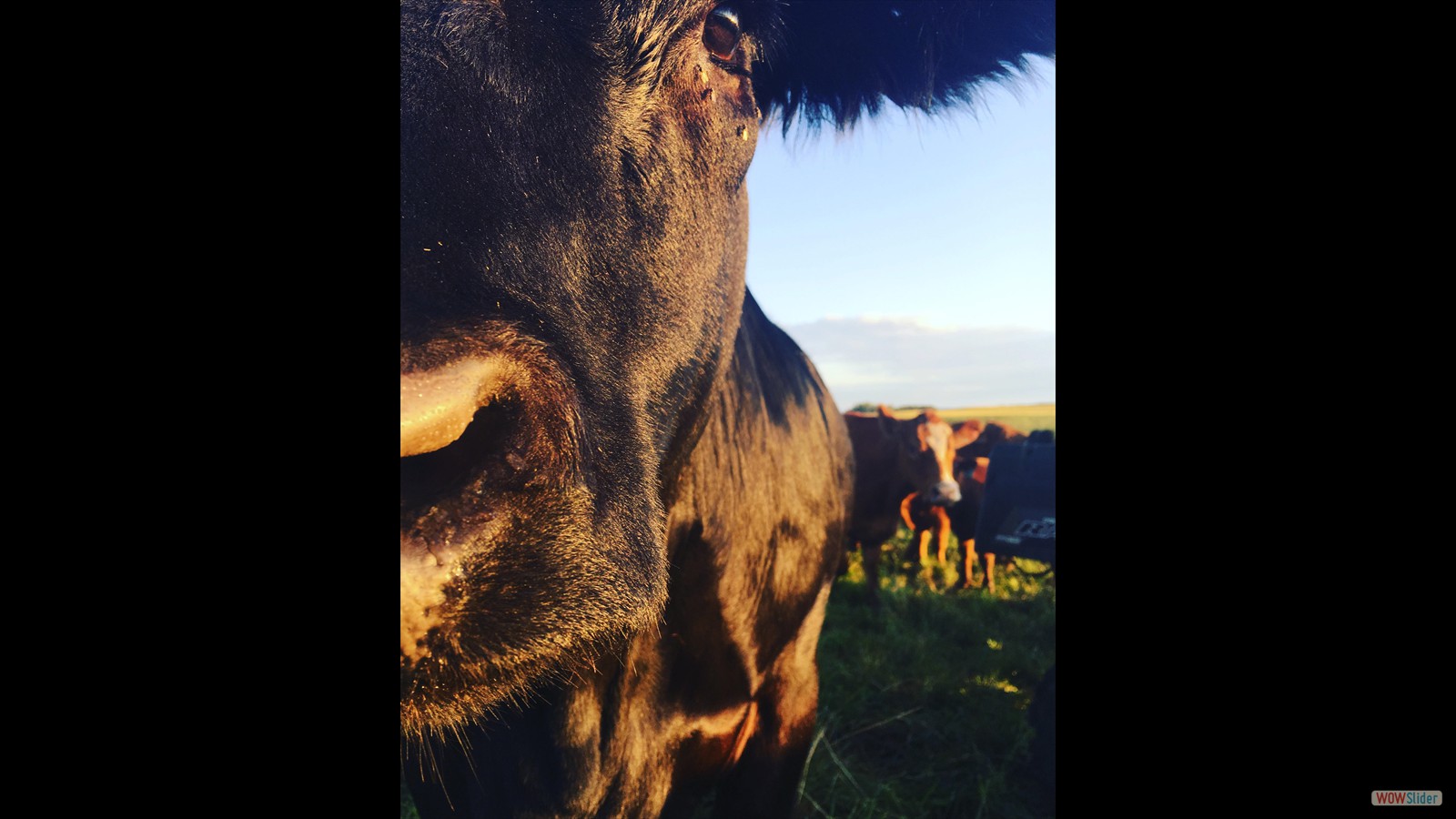 871J - Kallista Chessor