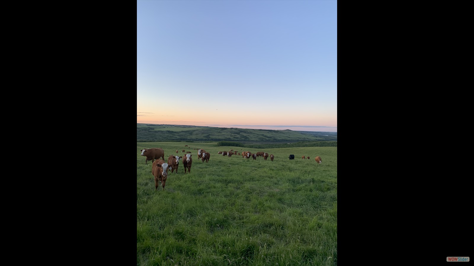 875J - Isabel Pratte