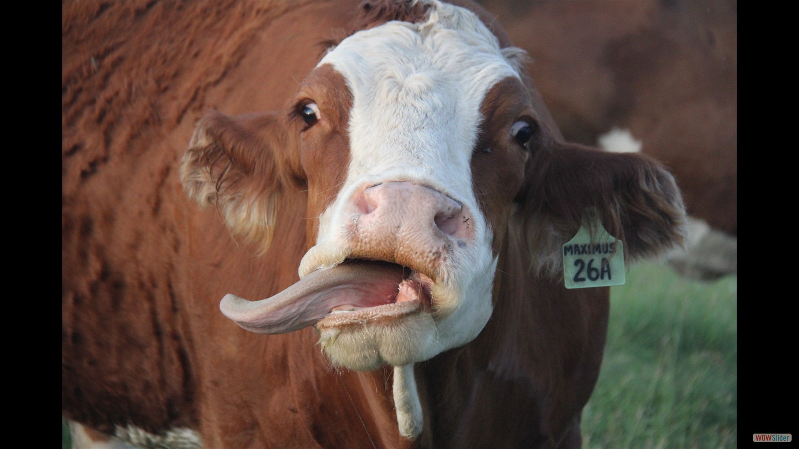 884I - Garren Skeels