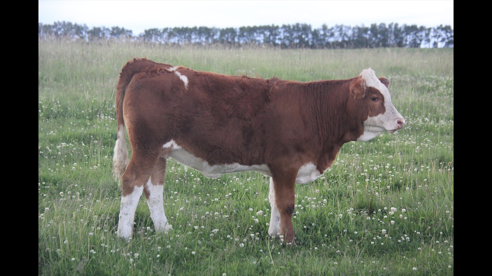 88G - Garren Skeels - 2YO PB - Calf