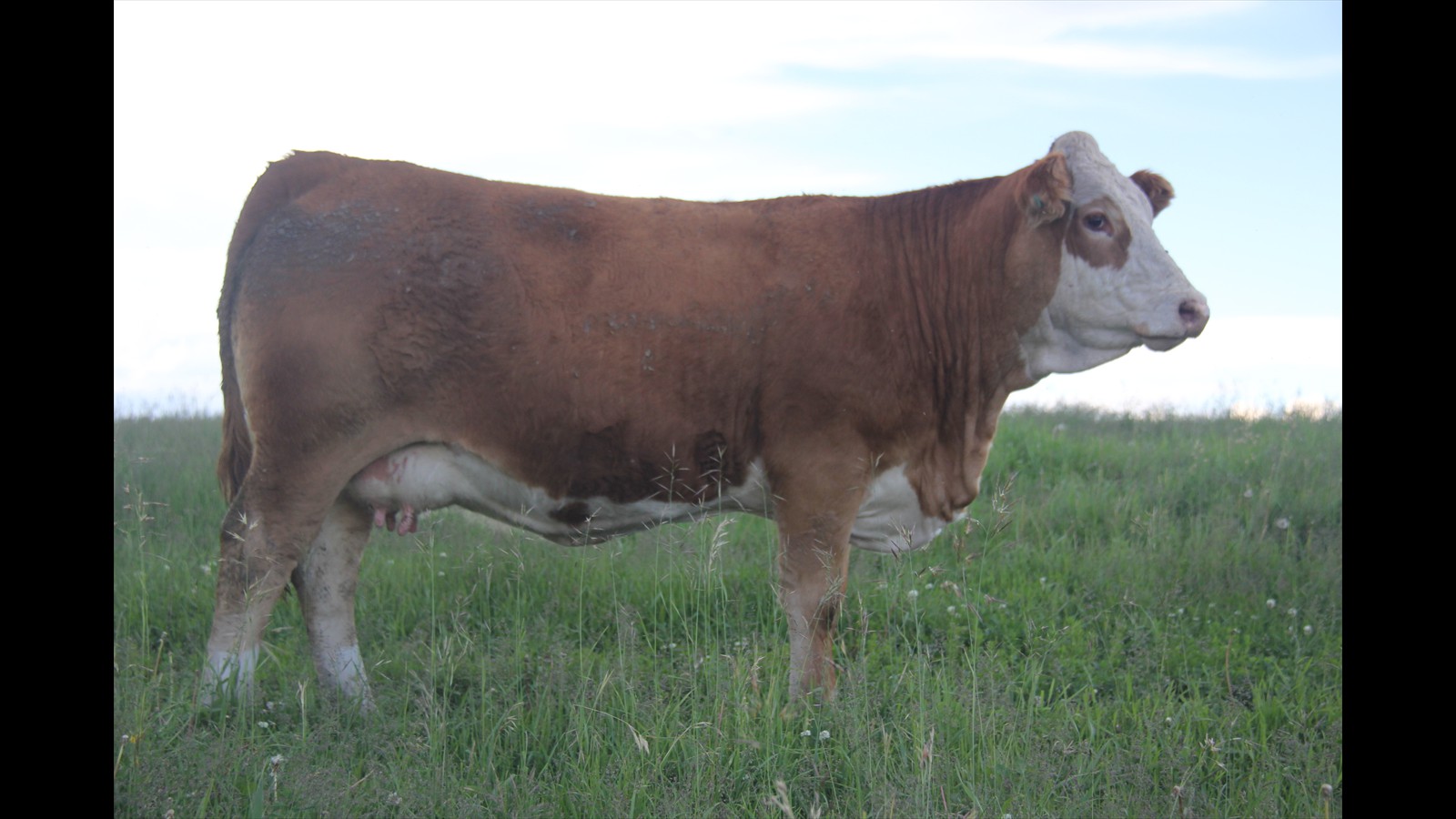 88G - Garren Skeels - PB 2YO - Cow