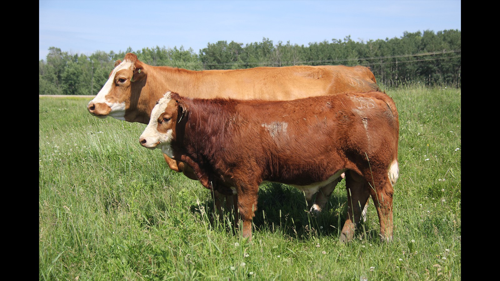 89C - Garren Skeels - PB Bull