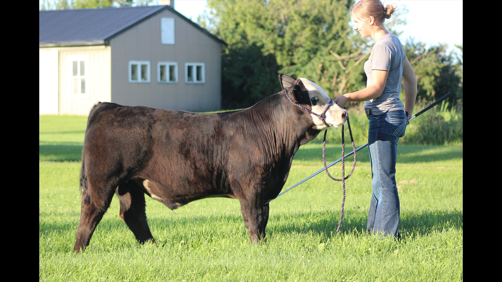 9G - Kathryn Dolliver - Mature PB - Calf