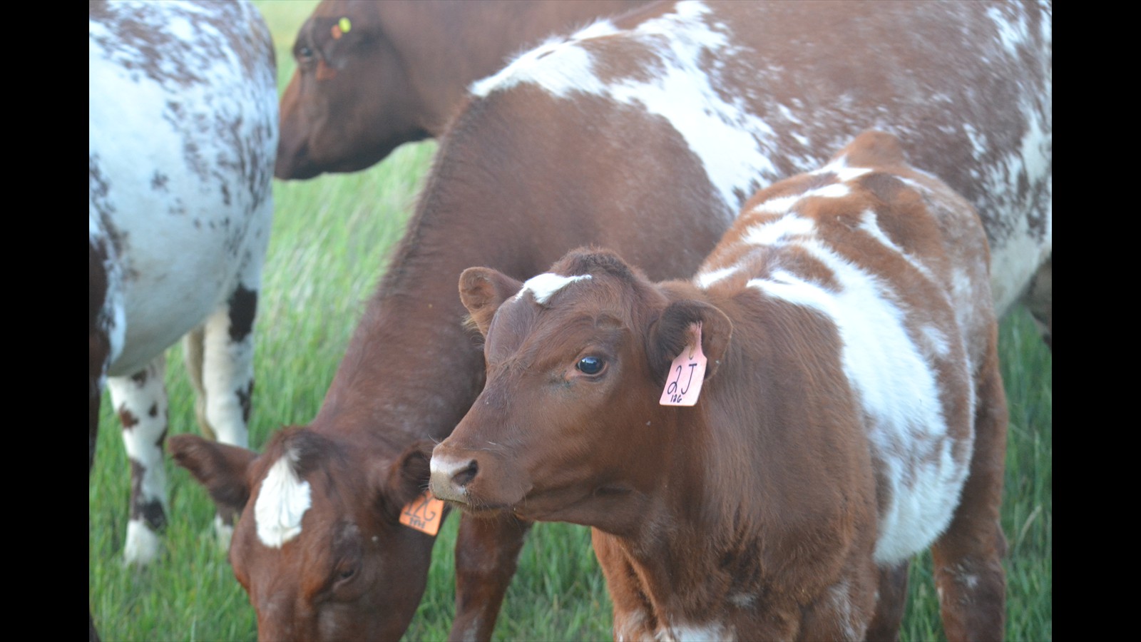 14_Harleigh Carlson_intermediate_photography