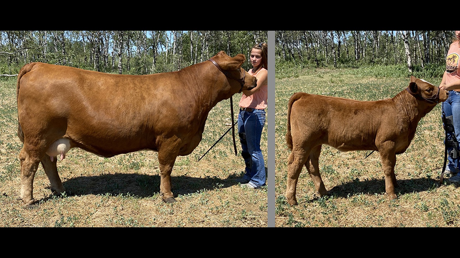 704_Brynn,Whelan_Class K